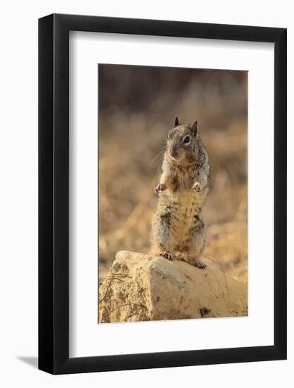 California Ground Squirrel-DLILLC-Framed Photographic Print
