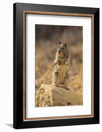 California Ground Squirrel-DLILLC-Framed Photographic Print