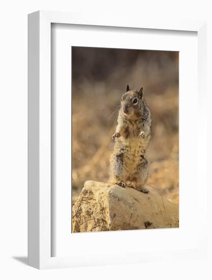 California Ground Squirrel-DLILLC-Framed Photographic Print