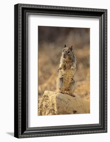 California Ground Squirrel-DLILLC-Framed Photographic Print