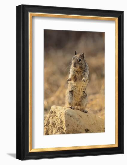 California Ground Squirrel-DLILLC-Framed Photographic Print