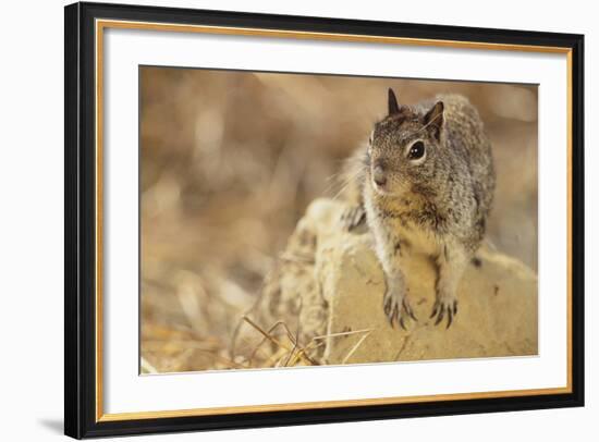 California Ground Squirrel-DLILLC-Framed Photographic Print