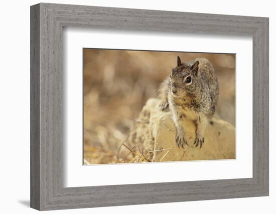 California Ground Squirrel-DLILLC-Framed Photographic Print