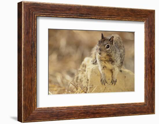 California Ground Squirrel-DLILLC-Framed Photographic Print