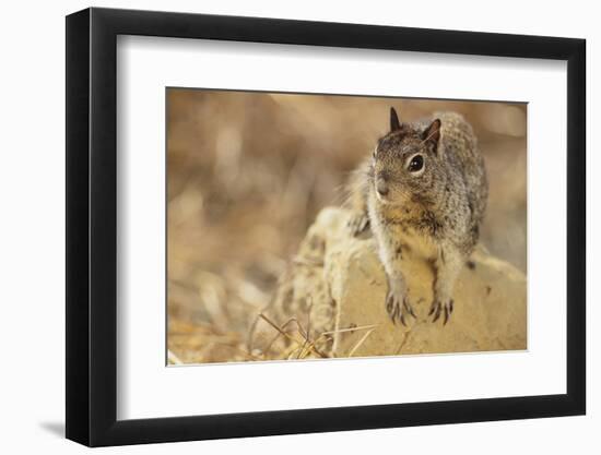 California Ground Squirrel-DLILLC-Framed Photographic Print