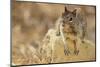 California Ground Squirrel-DLILLC-Mounted Photographic Print