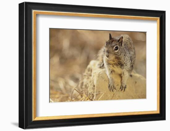 California Ground Squirrel-DLILLC-Framed Photographic Print