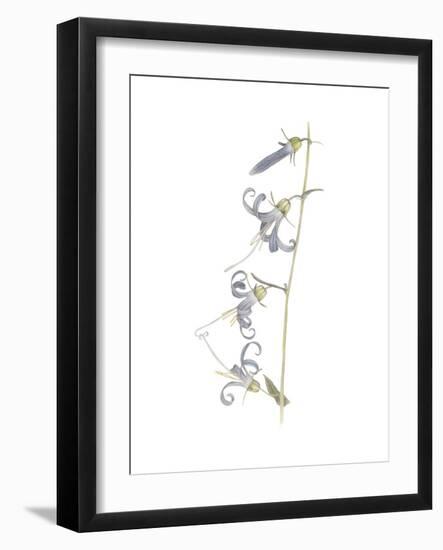 California Hairbell-Stacy Hsu-Framed Art Print