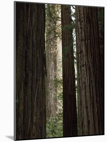 California, Humboldt Redwoods Sp, Old Growth Redwood Forest-Christopher Talbot Frank-Mounted Photographic Print