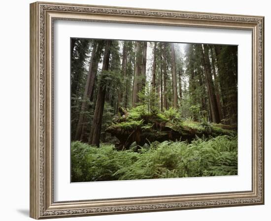 California, Humboldt Redwoods State Park, Coastal Redwoods and Ferns-Christopher Talbot Frank-Framed Photographic Print