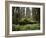 California, Humboldt Redwoods State Park, Coastal Redwoods and Ferns-Christopher Talbot Frank-Framed Photographic Print