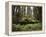California, Humboldt Redwoods State Park, Coastal Redwoods and Ferns-Christopher Talbot Frank-Framed Premier Image Canvas