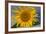 California. Hybrid Sunflower-Jaynes Gallery-Framed Photographic Print