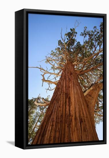 California, Inyo National Forest. Sierra Juniper Tree-Jaynes Gallery-Framed Premier Image Canvas