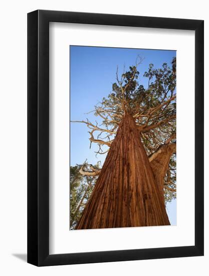 California, Inyo National Forest. Sierra Juniper Tree-Jaynes Gallery-Framed Photographic Print