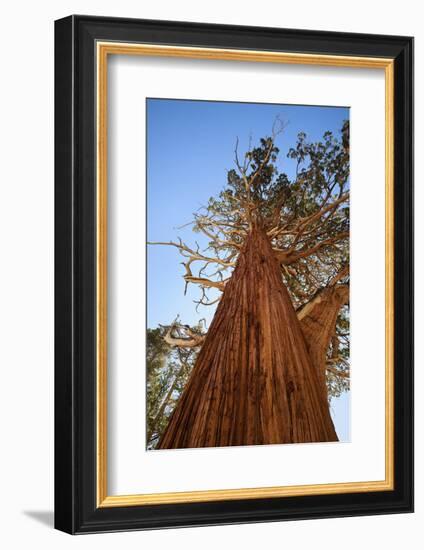 California, Inyo National Forest. Sierra Juniper Tree-Jaynes Gallery-Framed Photographic Print