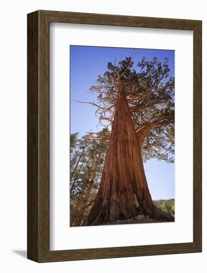 California, Inyo National Forest. Sierra Juniper Tree-Jaynes Gallery-Framed Photographic Print