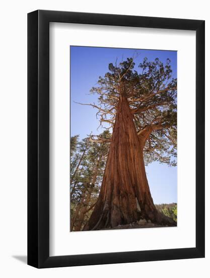 California, Inyo National Forest. Sierra Juniper Tree-Jaynes Gallery-Framed Photographic Print