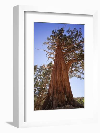 California, Inyo National Forest. Sierra Juniper Tree-Jaynes Gallery-Framed Photographic Print