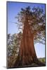 California, Inyo National Forest. Sierra Juniper Tree-Jaynes Gallery-Mounted Photographic Print