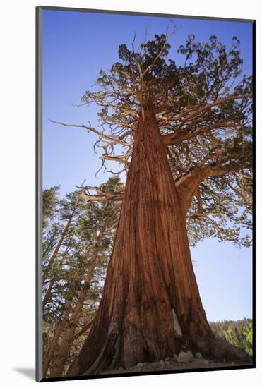 California, Inyo National Forest. Sierra Juniper Tree-Jaynes Gallery-Mounted Photographic Print