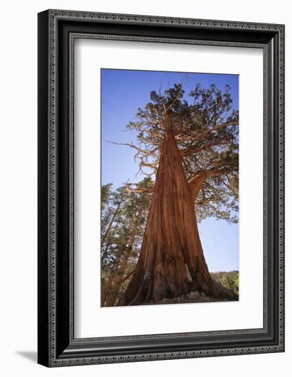 California, Inyo National Forest. Sierra Juniper Tree-Jaynes Gallery-Framed Photographic Print