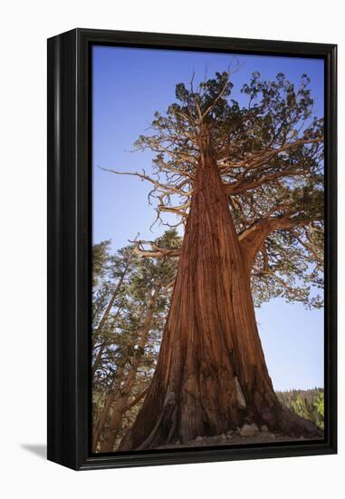 California, Inyo National Forest. Sierra Juniper Tree-Jaynes Gallery-Framed Premier Image Canvas