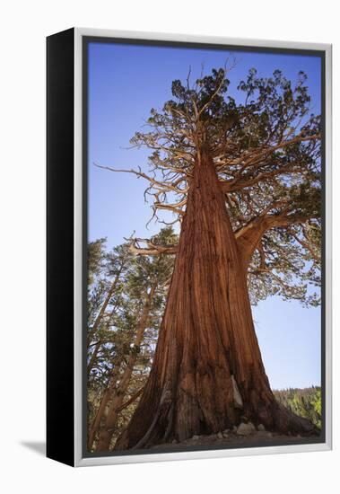 California, Inyo National Forest. Sierra Juniper Tree-Jaynes Gallery-Framed Premier Image Canvas