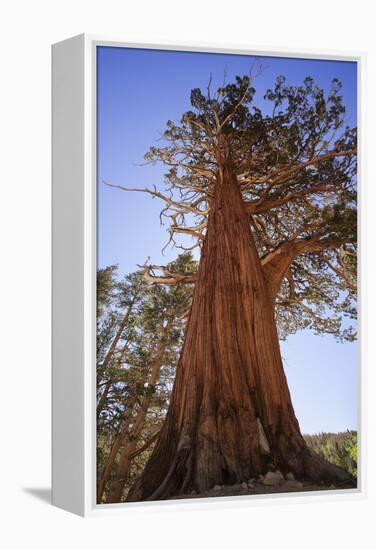 California, Inyo National Forest. Sierra Juniper Tree-Jaynes Gallery-Framed Premier Image Canvas