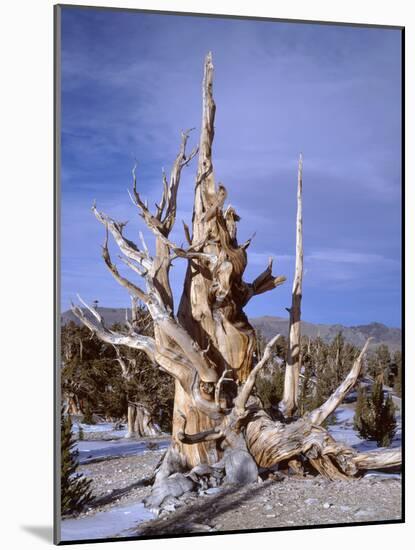 California, Inyo National Forest-John Barger-Mounted Photographic Print