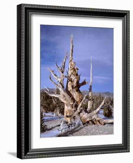 California, Inyo National Forest-John Barger-Framed Photographic Print