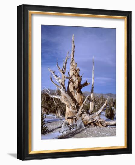 California, Inyo National Forest-John Barger-Framed Photographic Print