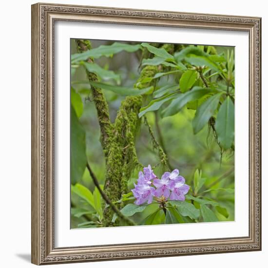 California, Jedediah Smith Redwoods State Park, redwood trees and rhododendrons-Jamie & Judy Wild-Framed Photographic Print