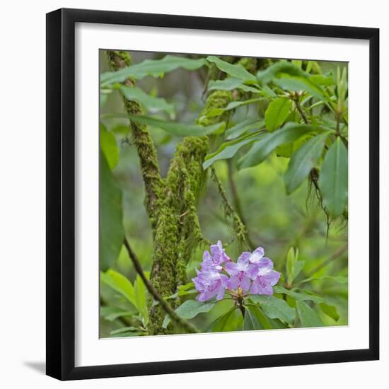 California, Jedediah Smith Redwoods State Park, redwood trees and rhododendrons-Jamie & Judy Wild-Framed Photographic Print