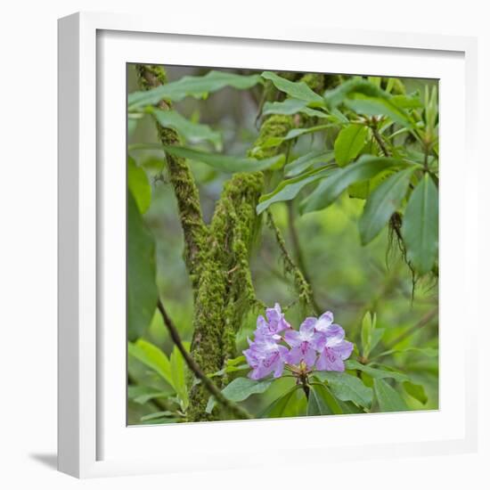 California, Jedediah Smith Redwoods State Park, redwood trees and rhododendrons-Jamie & Judy Wild-Framed Photographic Print