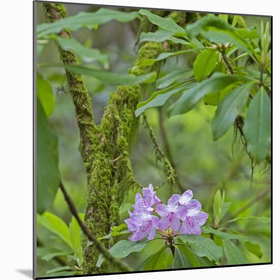 California, Jedediah Smith Redwoods State Park, redwood trees and rhododendrons-Jamie & Judy Wild-Mounted Photographic Print