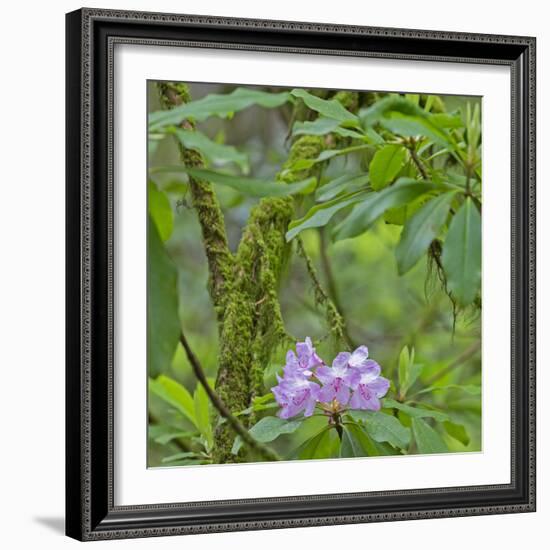 California, Jedediah Smith Redwoods State Park, redwood trees and rhododendrons-Jamie & Judy Wild-Framed Photographic Print