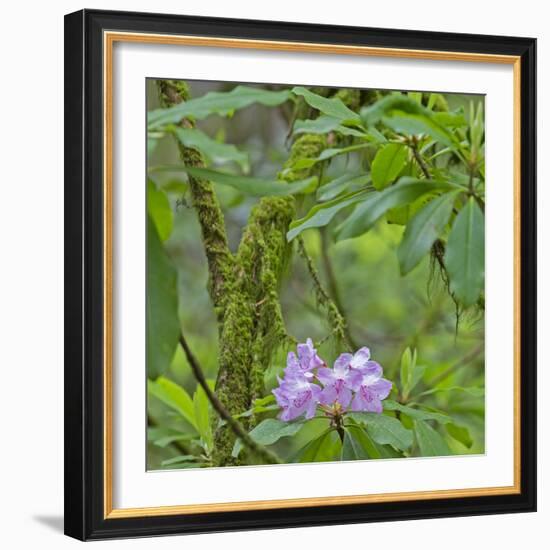 California, Jedediah Smith Redwoods State Park, redwood trees and rhododendrons-Jamie & Judy Wild-Framed Photographic Print