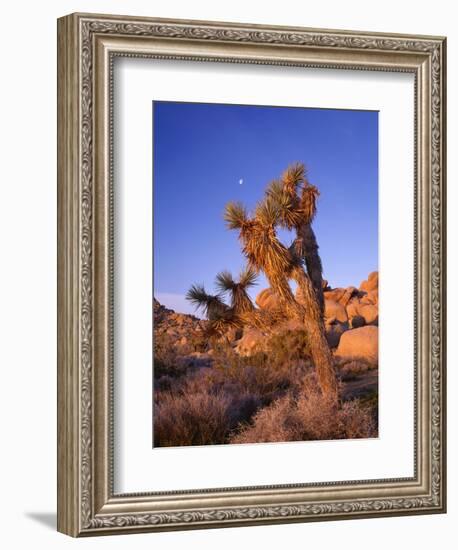 California, Joshua Tree, Moon and Monzonite Granite Boulders, Early Morning Near Jumbo Rocks-John Barger-Framed Photographic Print