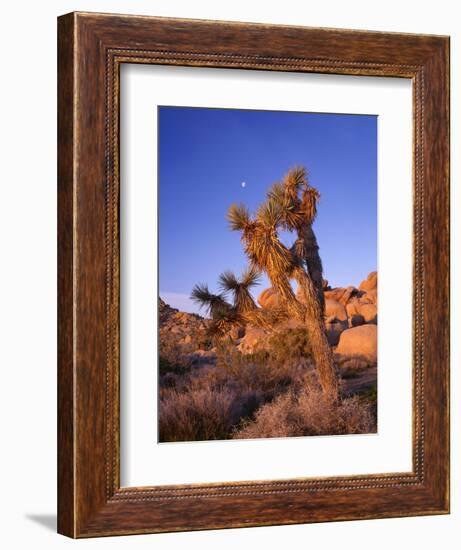 California, Joshua Tree, Moon and Monzonite Granite Boulders, Early Morning Near Jumbo Rocks-John Barger-Framed Photographic Print