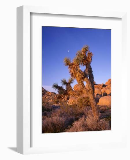 California, Joshua Tree, Moon and Monzonite Granite Boulders, Early Morning Near Jumbo Rocks-John Barger-Framed Photographic Print