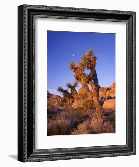 California, Joshua Tree, Moon and Monzonite Granite Boulders, Early Morning Near Jumbo Rocks-John Barger-Framed Photographic Print