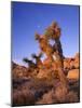 California, Joshua Tree, Moon and Monzonite Granite Boulders, Early Morning Near Jumbo Rocks-John Barger-Mounted Photographic Print