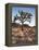 California, Joshua Tree National Park, a Joshua Tree in the Mojave Desert-Christopher Talbot Frank-Framed Premier Image Canvas