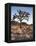 California, Joshua Tree National Park, a Joshua Tree in the Mojave Desert-Christopher Talbot Frank-Framed Premier Image Canvas