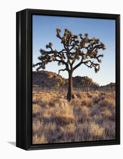 California, Joshua Tree National Park, a Joshua Tree in the Mojave Desert-Christopher Talbot Frank-Framed Premier Image Canvas