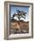 California, Joshua Tree National Park, a Joshua Tree in the Mojave Desert-Christopher Talbot Frank-Framed Photographic Print