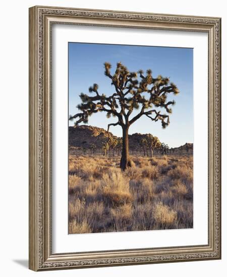 California, Joshua Tree National Park, a Joshua Tree in the Mojave Desert-Christopher Talbot Frank-Framed Photographic Print