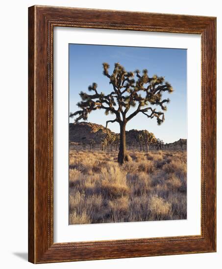 California, Joshua Tree National Park, a Joshua Tree in the Mojave Desert-Christopher Talbot Frank-Framed Photographic Print