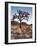 California, Joshua Tree National Park, a Joshua Tree in the Mojave Desert-Christopher Talbot Frank-Framed Photographic Print